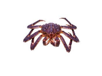 Granchio reale (king crab)