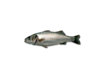 Branzino 600/800 turchia