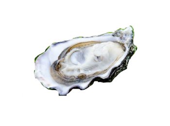 Ostrica special cocollos n3 irlanda