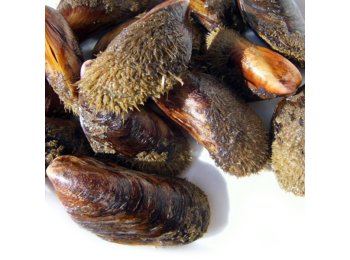 Cozza c/g pelosa italia