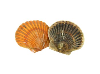 Canestrello c/g 20/30 scozia