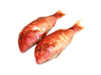 Triglia di scoglio 200/300