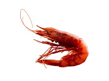 Gambero rosso mar ionio