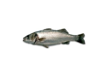 Branzino pescato