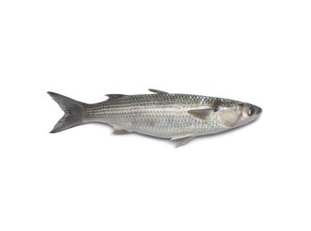 Cefalo 300/500 italia