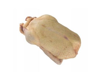 Anatra femmina con testa e zampe