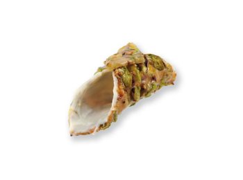 Cannolo di croccante pistacchio