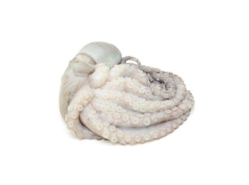 Polpo t4 1500/2000 gr marocco