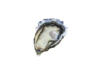 Ostrica special pleiade poget francia