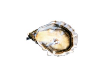 Ostrica special sentinelle irlanda