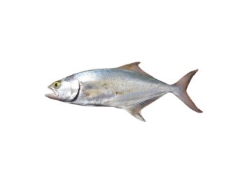 Leccia 3/5 kg italia