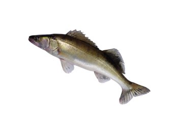 Lucioperca 1/3 kg italia