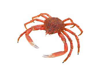 Granceola intera 400/800