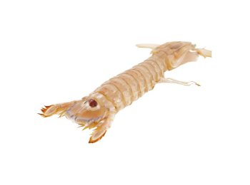 Canocchia media precotta