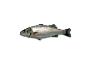 Branzino 1400+ spagna