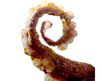 Crackers soffiati salati gusto polipo