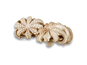 Polpo 500/1000 gr indonesia