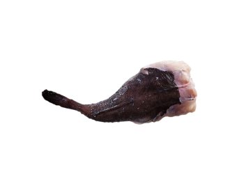 Rana pescatrice coda 100/250 gr 6 kg