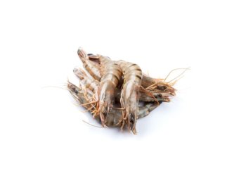 Mazzancolla 31/40 nuova caledonia