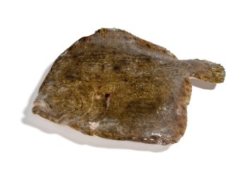 Rombo chiodato 500/1000 gr olanda