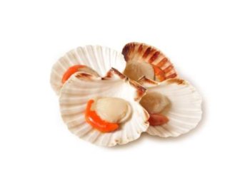 Cappasanta m/g cassa francia