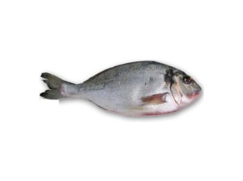 Orata 600/800 cassa turchia