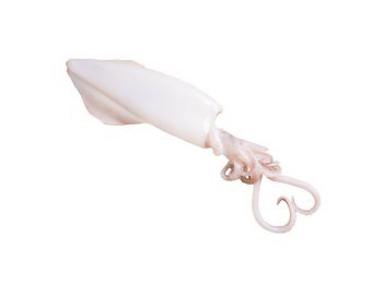 Calamaro oceanico u/3 pp teppitak