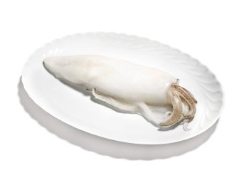 Calamaro oceanico u/5 pulito
