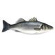 Branzino 400/600 grecia