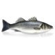 Branzino 600/800 grecia