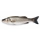 Branzino 300/400 turchia