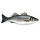 Branzino 800/1000 grecia