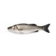 Branzino 200/300 turchia