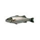 Branzino 600/800 turchia
