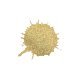 Colorante spray oro