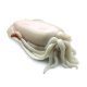 Seppia pulita 10/20pz/kg