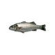 Branzino 300/400 cassa grecia