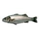 Branzino 400/600 cassa turchia