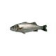 Branzino 200/300 cassa grecia