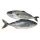Ricciola 2000+ cassa danimarca
