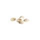 Orecchiette