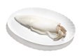 Calamaro oceanico u/5 pulito